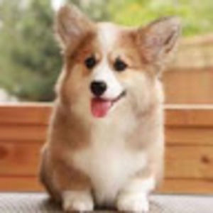 Meet your Posher, Isabel